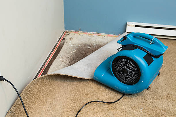 Best Mold removal after water damage  in West University Place, TX